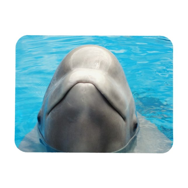 Smug Beluga Whale Flexible Magnet (Horisontell)