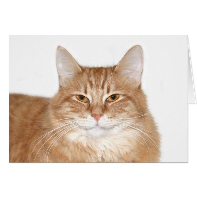 Smug leende katt hälsningskort (Framsidan Horizontal)