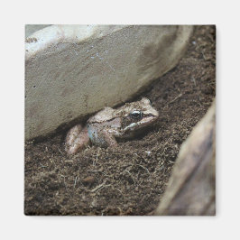 Smutsa ner grodan magnet