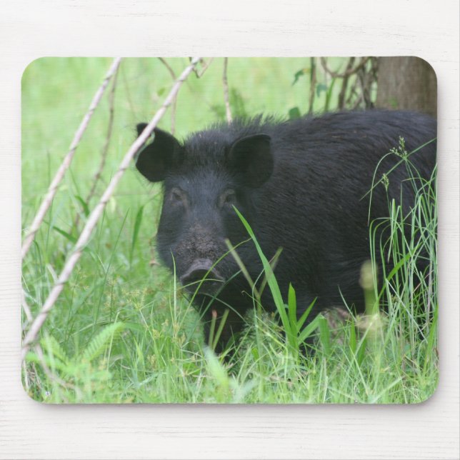 Smutsa ner näsan musmatta (Framsidan)