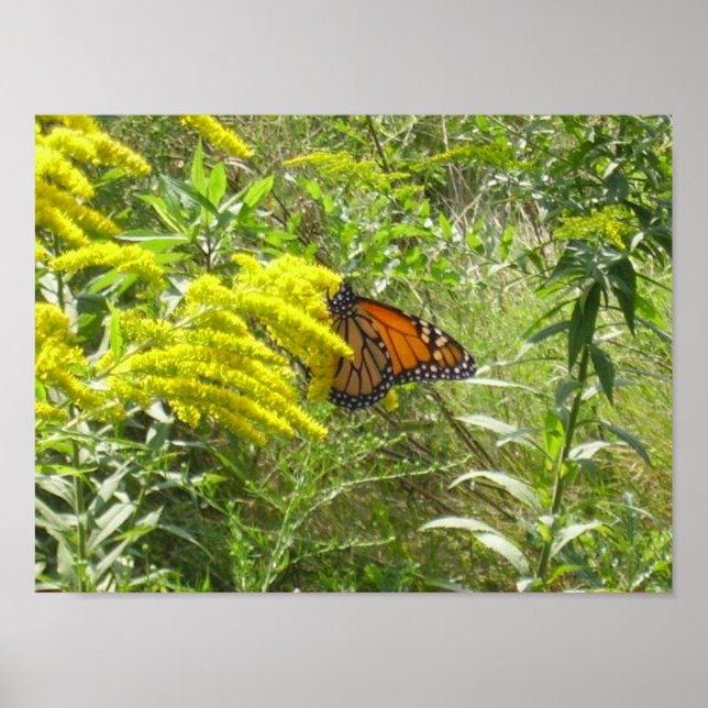 Smutsa staven och förstöra fjärilsen poster (Framsidan)