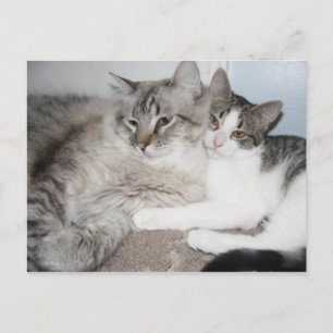 Smutsad kattunge i kärlek Card Vykort
