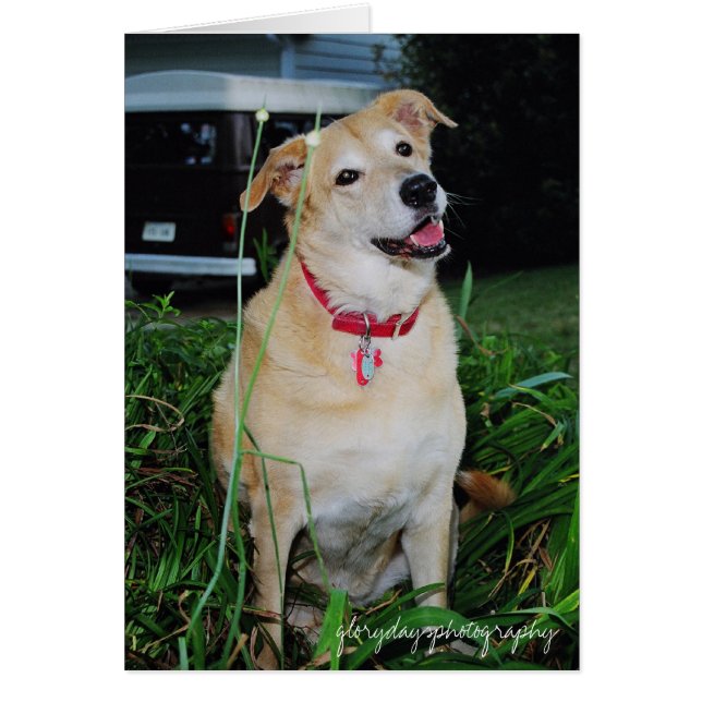 Smutsig, glorydaysphotografi hälsningskort (Framsidan)