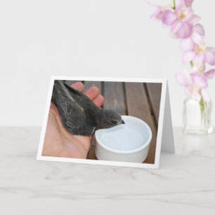 Snabb fågel som dricker från skål kort