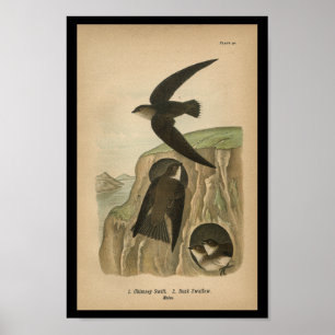 Snabb fågeltrycklampglas 1890 poster