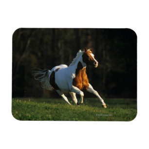 Snabb körning av målarfärg magnet