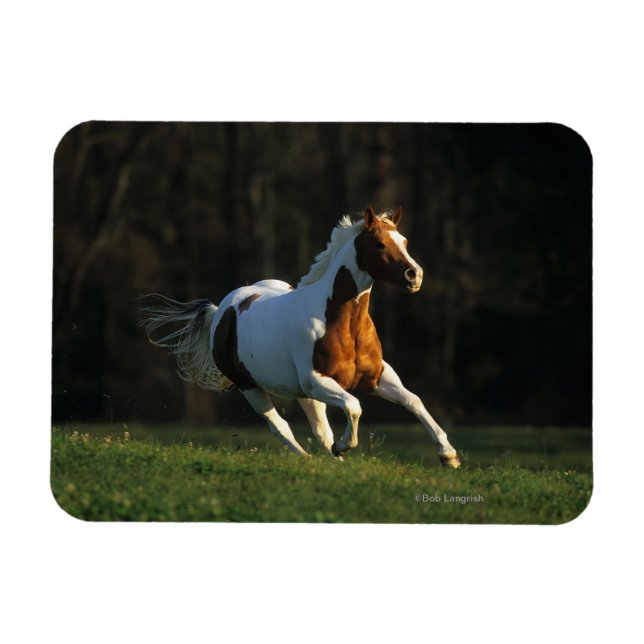 Snabb körning av målarfärg magnet (Horisontell)