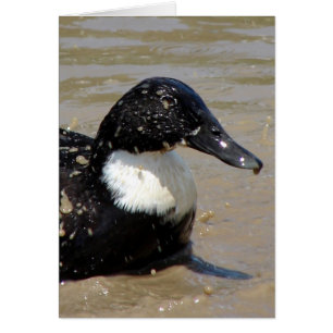 Snabba på anka hälsningskort