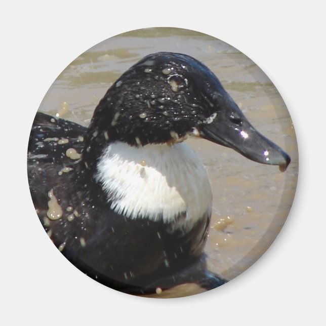 Snabbare anka magnet (Framsidan)