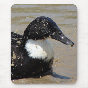 Snabbare anka musmatta