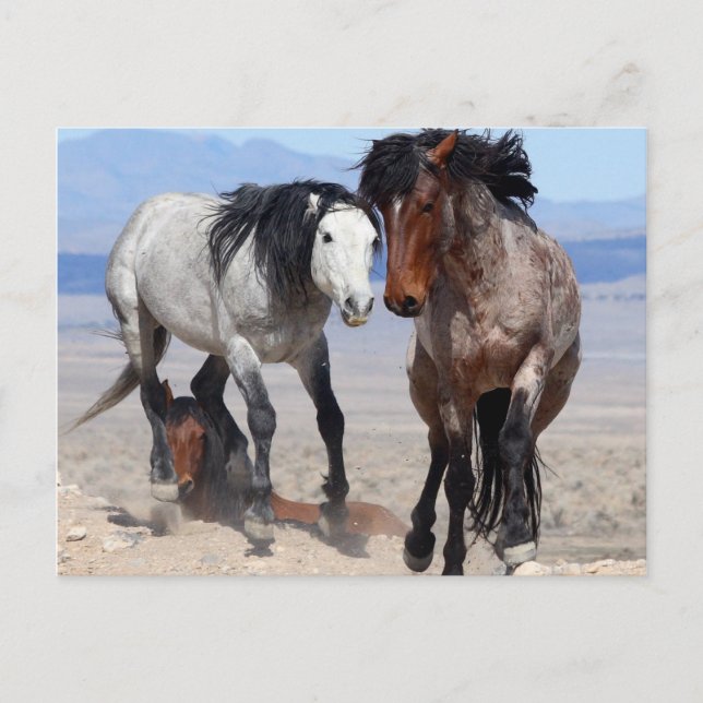 Snabbt och rörigt vykort (Framsida)