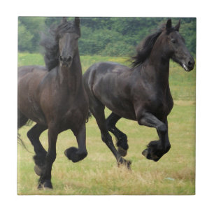 Snabbt växande Friesianhästar belägger med tege Kakelplatta