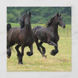 Snabbt växande Friesianhästinbjudningar Inbjudningar