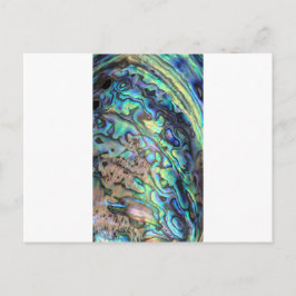 Snäcka av blått grönt, paua abalone vykort