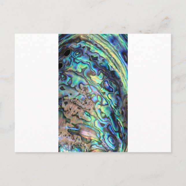 Snäcka av blått grönt, paua abalone vykort (Framsida)
