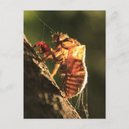 Snäcka av en Cicada Vykort