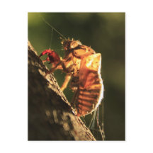 Snäcka av en Cicada
