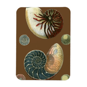 Snäcka av kakao magnet
