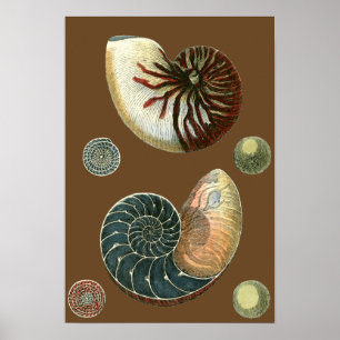 Snäcka av kakao poster