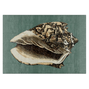 Snäcka av kalkkoner