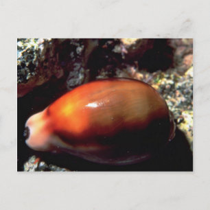 Snäcka av kastanjon (Cypraea spadicea) Vykort