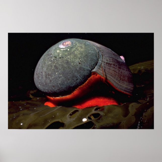 Snäcka av slätturban (Norrisia norrisii) Poster (Framsidan)