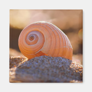 Snäcka Bokeh Greece Magnet