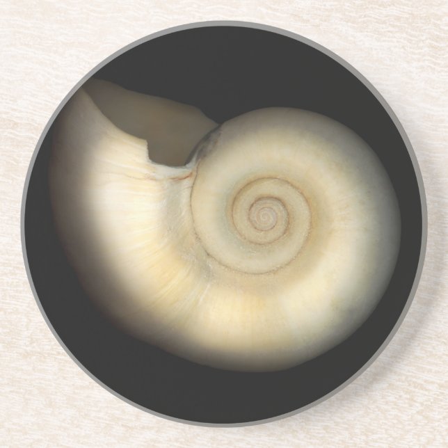 Snäcka - Conchology - Nautilus Underlägg (Framsidan)