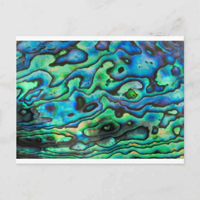 Snäcka för naturdesign, paua abalone vykort (Framsida)