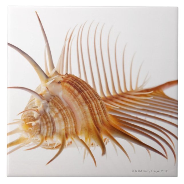 Snäcka för Venus hårkamMurex (Murexpectin) mot Kakelplatta (Framsidan)