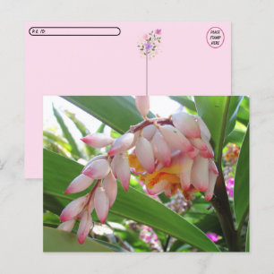 Snäcka Ginger Flowers Blommigt Postcard Vykort