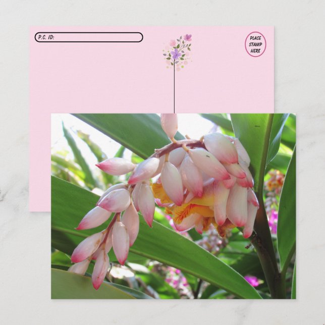Snäcka Ginger Flowers Blommigt Postcard Vykort (Fram/baksida)
