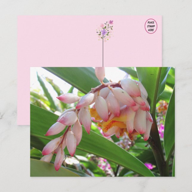 Snäcka Ginger Flowers Blommigt vykort (Fram/baksida)