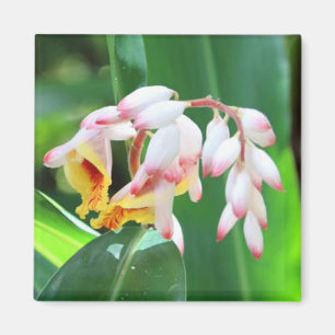Snäcka Ginger Photo Square Magnet