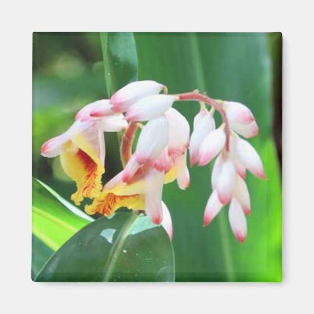 Snäcka Ginger Photo Square Magnet (Framsidan)