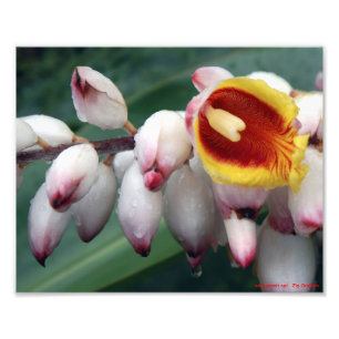 Snäcka Gingers Fototryck