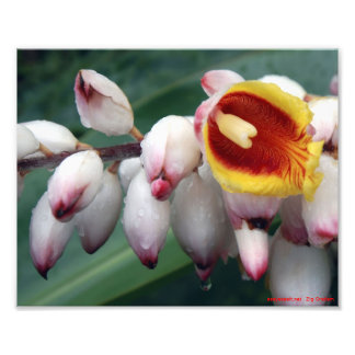 Snäcka Gingers Fototryck