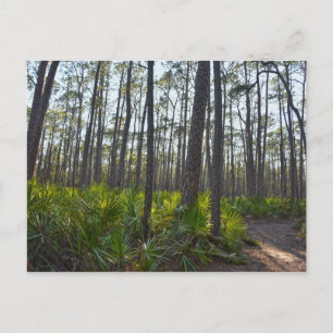 Snäcka Mound Park Trail, Dauphin Island, AL Vykort