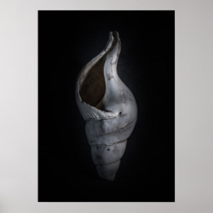 Snäcka nr 4 Färg version Poster