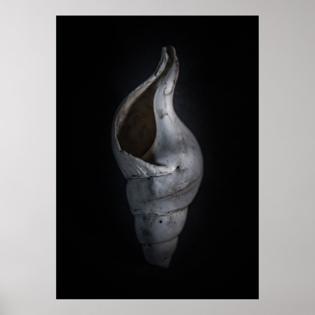 Snäcka nr 4 Färg version Poster (Framsidan)