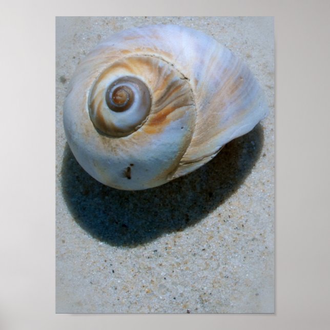 snäcka poster (Framsidan)