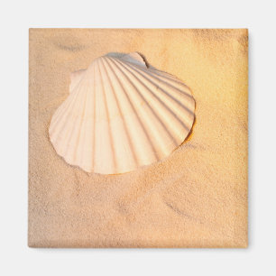 Snäcka som lägger i Sand Magnet