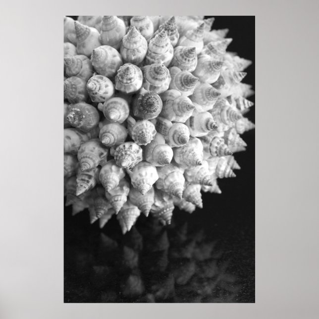 Snäcka Sphere Poster (Framsidan)