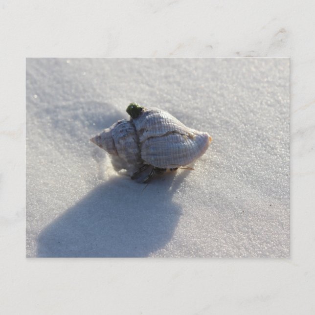 Snäcka Vykort (Framsida)