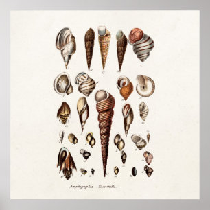 Snäckan Återställning av Snäckor för vintage Perso Poster