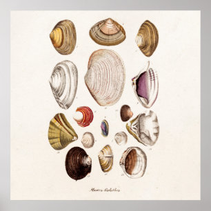 Snäckan Retro Clam för vintage Snäckor Personlig  Poster