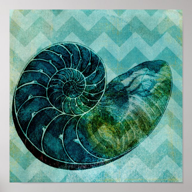 Snäckan spiral Turcos Conch Conch Poster (Framsidan)