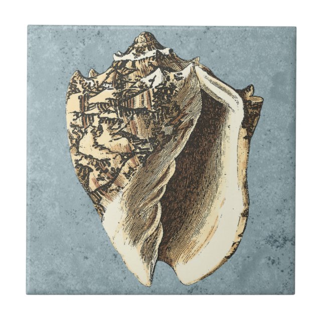 Snäckan Stonewzed Conch Kakelplatta (Framsidan)