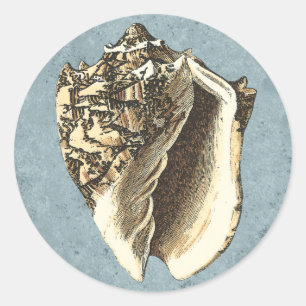 Snäckan Stonewzed Conch Runt Klistermärke