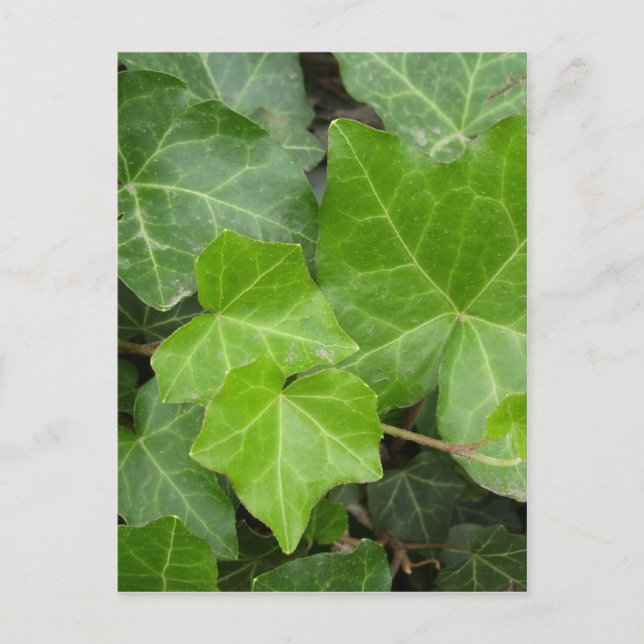 Snäckans Bilder Vykort (Framsida)